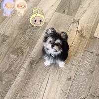 Labubu, a female Maltipom for sale in Eastvale, CA – Photo 2 of 3