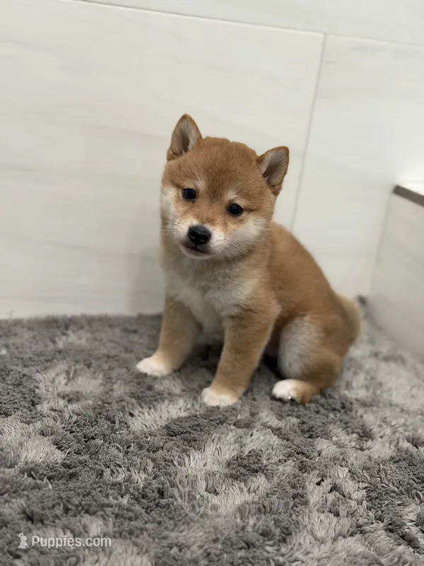 Goku, a female Shiba Inu for sale in Diamond Bar, CA – 1 of 1