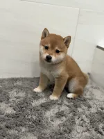 Goku, a female Shiba Inu for sale in Diamond Bar, CA – 1 of 1