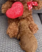 Mocha , a female Goldendoodle for sale in Eastvale, CA – Photo 3 of 7