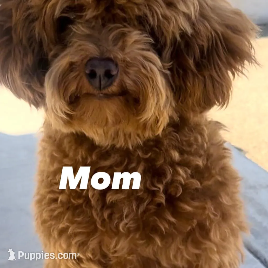 Mocha , a female Goldendoodle for sale in Eastvale, CA – Photo 7 of 7