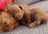 Mocha , a female Goldendoodle for sale in Eastvale, CA – Photo 4 of 7
