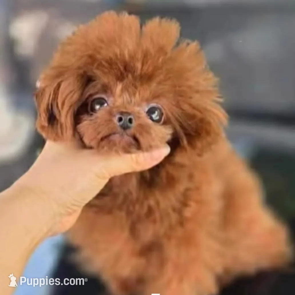 Mocha , a female Goldendoodle for sale in Eastvale, CA – Photo 6 of 7