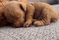 Mocha , a female Goldendoodle for sale in Eastvale, CA – Photo 2 of 7