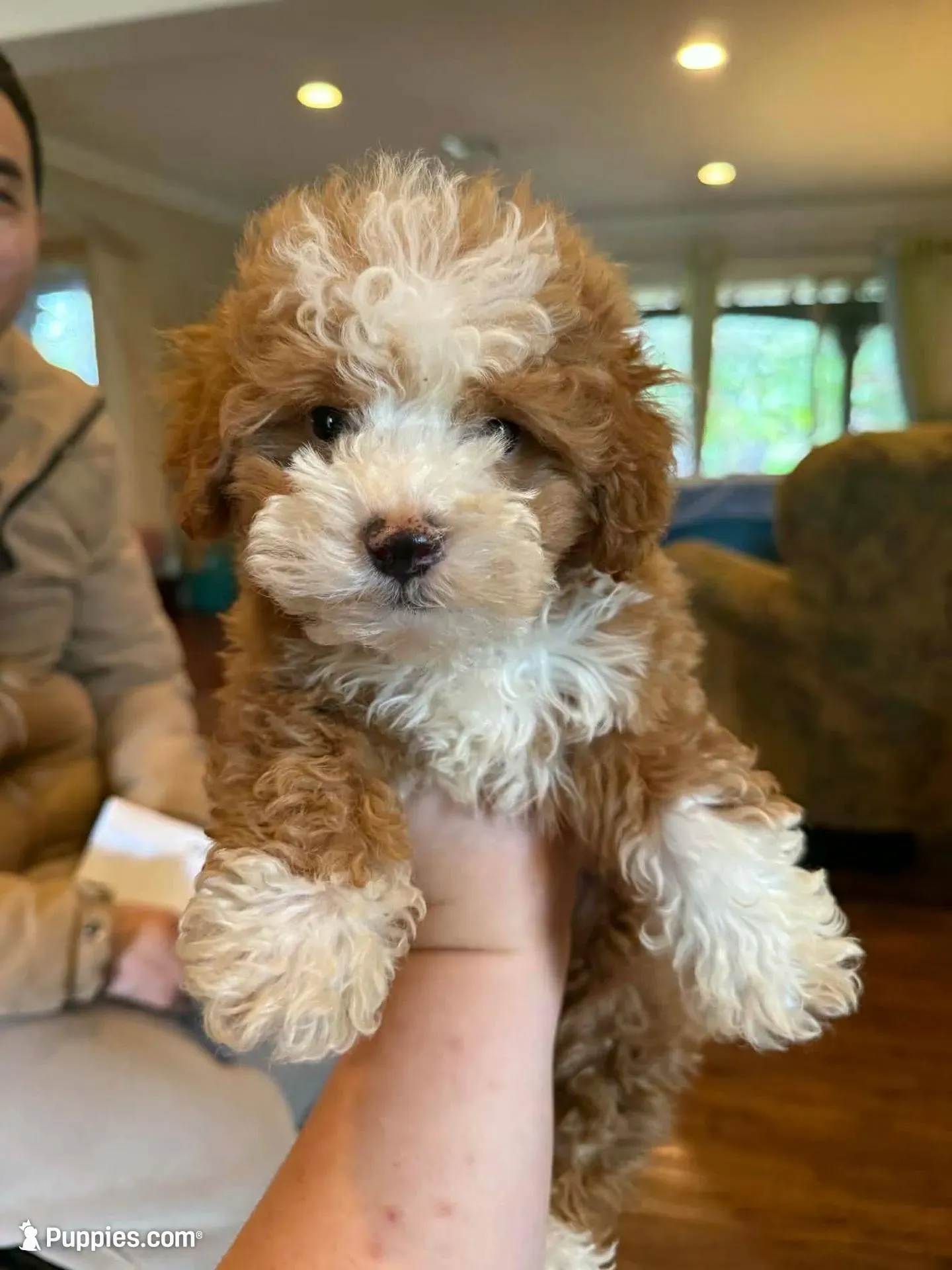 Hazelnut  – Maltipoo puppy for sale in Eastvale, CA