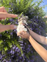 Sonic micro size , a male Morkie for sale in Eastvale, CA – 4 of 4