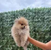 Cookie , a female Pomeranian for sale in Eastvale, CA – 3 of 7