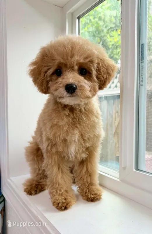 Boba (San Jose area)  – Maltipoo puppy for sale in Eastvale, CA
