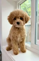 Boba (San Jose area) , a male Maltipoo for sale in Eastvale, CA – 1 of 1