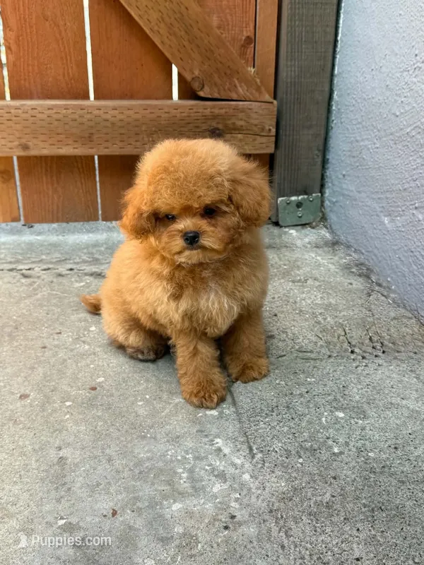 Benny (sfo area)  – Maltipoo puppy for sale in Eastvale, CA
