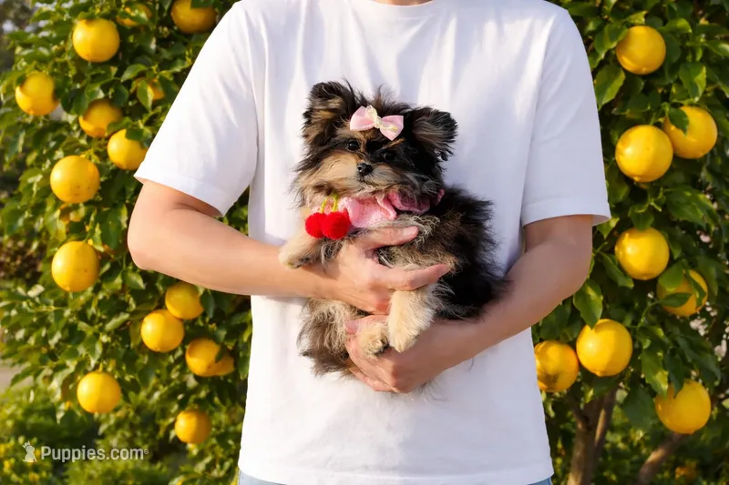 Batman  – Maltipom puppy for sale in Eastvale, CA