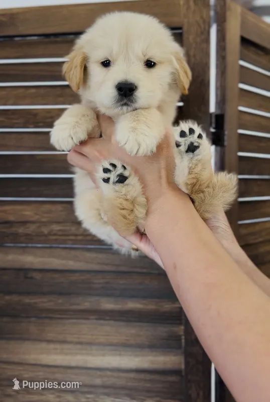 Champion  – Golden Retriever puppy for sale in Eastvale, CA