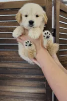 Champion , a male Golden Retriever for sale in Eastvale, CA – 1 of 4