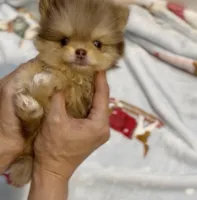 Gangster , a male Pomeranian for sale in Eastvale, CA – Photo 1 of 5