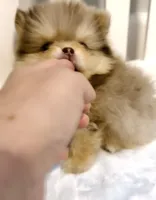 Gangster , a male Pomeranian for sale in Eastvale, CA – Photo 4 of 5