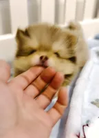 Gangster , a male Pomeranian for sale in Eastvale, CA – Photo 3 of 5