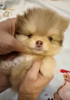 Gangster , a male Pomeranian for sale in Eastvale, CA – Photo 5 of 5