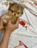 Gangster , a male Pomeranian for sale in Eastvale, CA – Photo 2 of 5
