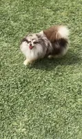 Cookie , a female Pomeranian for sale in Eastvale, CA – 4 of 5
