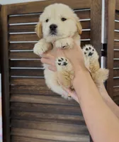 Champion , a male Golden Retriever for sale in Eastvale, CA – 3 of 4