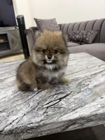 Nana , a female Pomeranian for sale in Eastvale, CA – 3 of 3