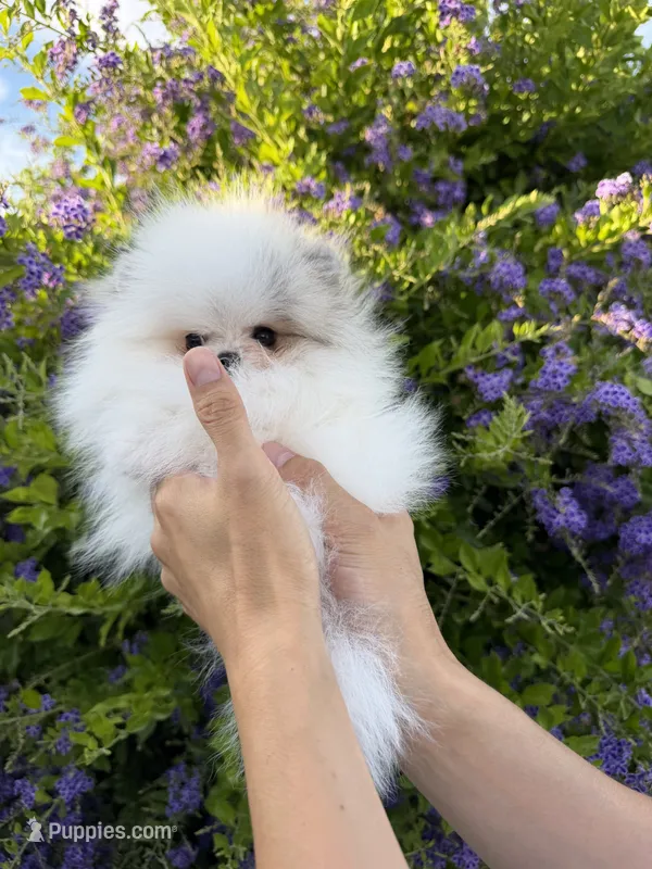 Pudding (micro Pomeranian)  – Pomeranian puppy for sale in Eastvale, CA