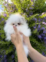 Pudding (micro Pomeranian) , a male Pomeranian for sale in Eastvale, CA – 1 of 7