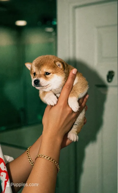 Mame Shiba 💙 – Shiba Inu puppy for sale in Mira Loma, CA