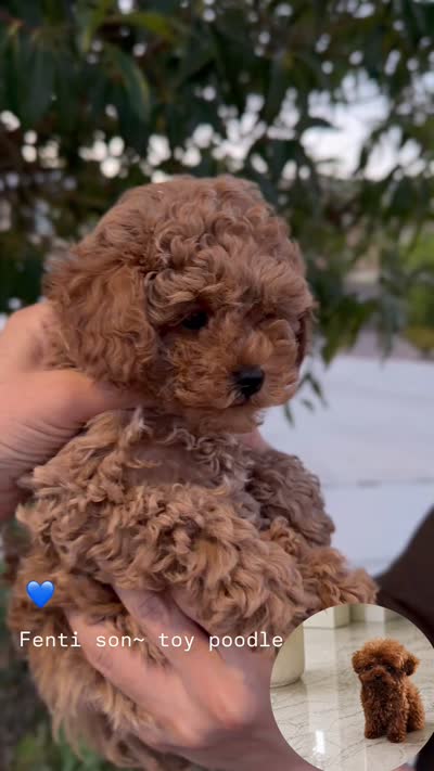 Brownie , a male Poodle - Toy  for sale in Eastvale, CA – 2 of 2