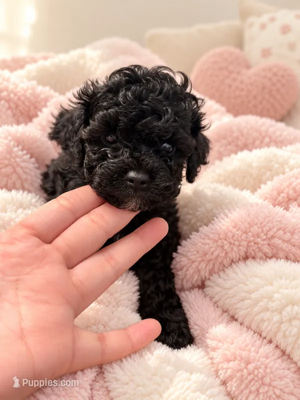 Cambon(Jan Jose)  – Poodle - Toy  puppy for sale in Eastvale, CA