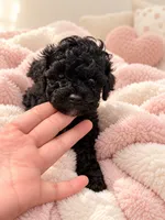 Cambon(Jan Jose) , a male Poodle - Toy  for sale in Eastvale, CA – 1 of 1
