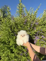 Pudding (micro Pomeranian) , a male Pomeranian for sale in Eastvale, CA – 6 of 7