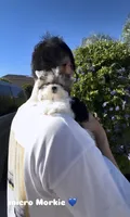 Sonic micro size incredible tiny , a male Morkie for sale in Eastvale, CA – 5 of 5