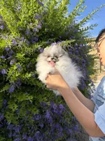 Tiramisu , a male Pomeranian for sale in Eastvale, CA – 5 of 5
