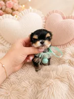 Sonny , a male Morkie for sale in Eastvale, CA – 2 of 2