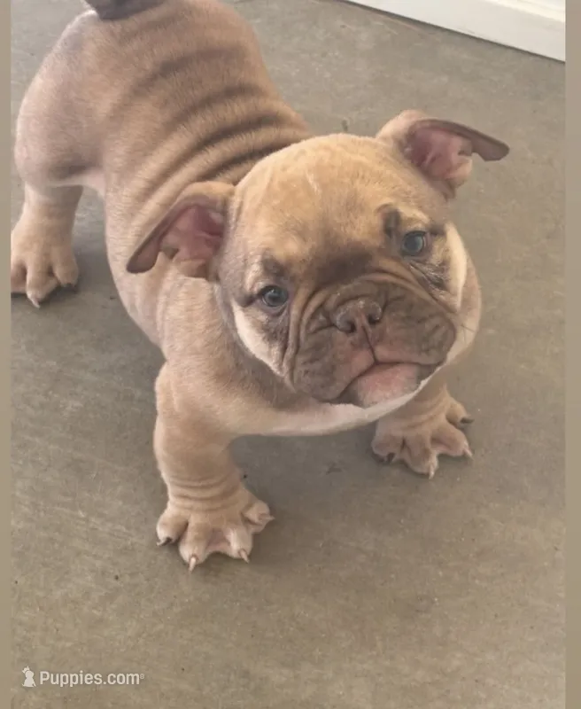 Micro bully male  – American Bully puppy for sale in Eastvale, CA