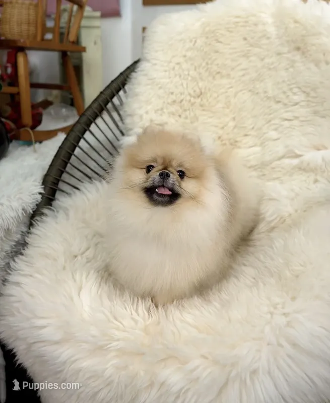 Bitcoin  – Pomeranian puppy for sale in Diamond Bar, CA