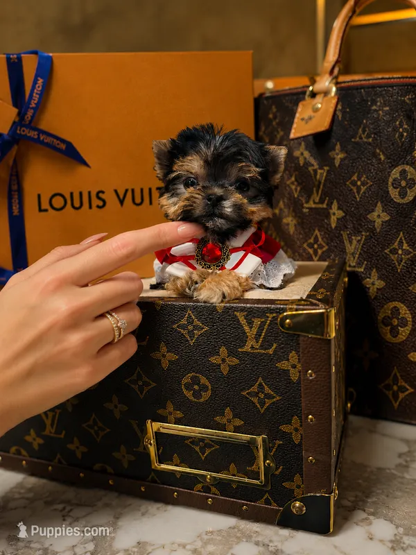 Fenti micro size  – Morkie puppy for sale in Eastvale, CA