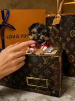 Fenti micro size , a male Morkie for sale in Eastvale, CA – 1 of 1