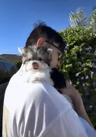 Sonic micro size incredible tiny , a male Morkie for sale in Eastvale, CA – 4 of 5