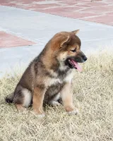 Sesame shiba , a female Shiba Inu for sale in Eastvale, CA – 2 of 2