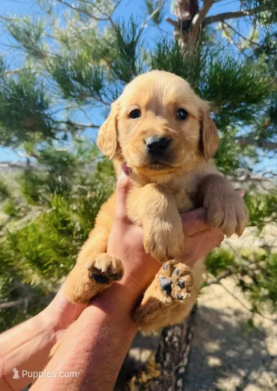 Tan tan  – Golden Retriever puppy for sale in Eastvale, CA