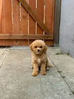 Mocha , a male Maltipoo for sale in Eastvale, CA – 2 of 4