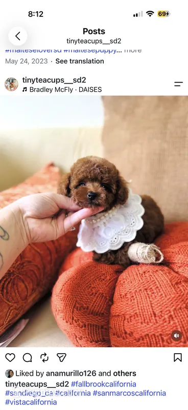 Ruby  – Poodle - Toy  puppy for sale in Eastvale, CA