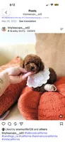 Ruby , a female Poodle - Toy  for sale in Eastvale, CA – 1 of 1