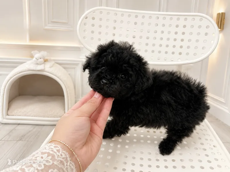 Kkambo – Poodle - Toy  puppy for sale in Eastvale, CA