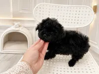Kkambo, a male Poodle - Toy  for sale in Eastvale, CA – 1 of 3