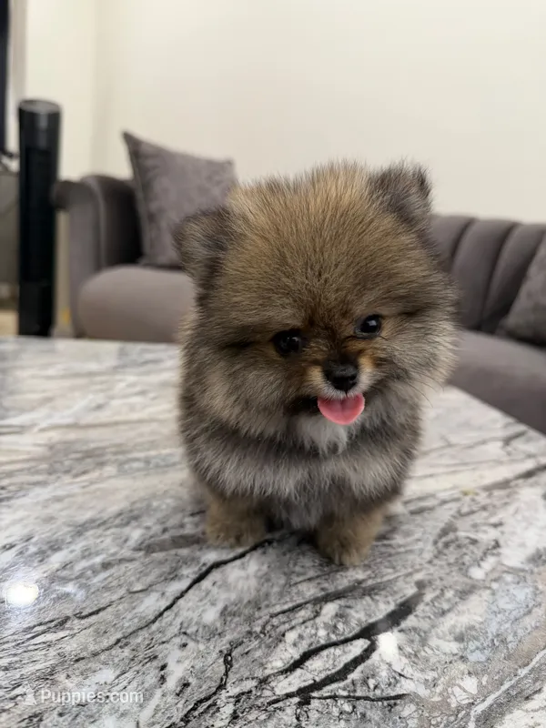 Nana  – Pomeranian puppy for sale in Eastvale, CA