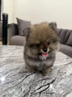 Nana , a female Pomeranian for sale in Eastvale, CA – 1 of 3