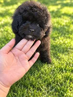 Oreo sfo area , a male Poodle - Toy  for sale in Diamond Bar, CA – 4 of 4